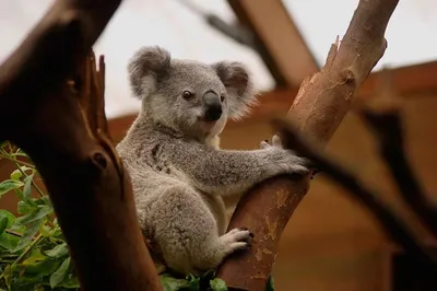 Коала сумчатое животное - 76 фото