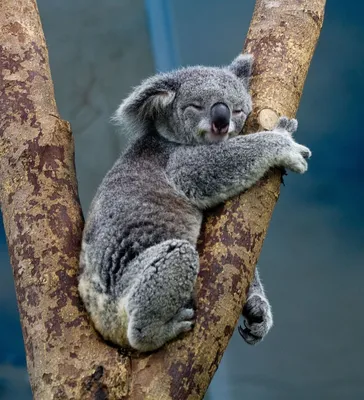 Коала (лат. Phascolarctos cinereus), фото коал