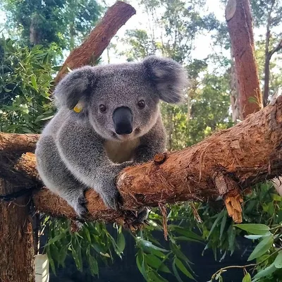 Коала с детенышем в сумке - 78 фото