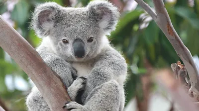 Коала (лат. Phascolarctos cinereus), фото коал