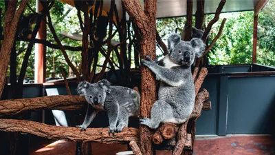 коала дизайн иконок PNG , коала, Коала значок, животное PNG картинки и пнг  рисунок для бесплатной загрузки