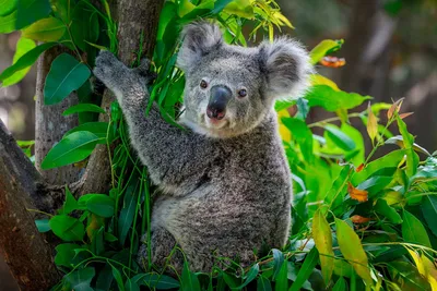 Коала: 105 фото млекопитающего, повадки, образ жизни и места обитания