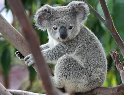 Коала (лат. Phascolarctos cinereus), фото коал