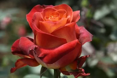 Фото Чашка кофе и бордовые розы