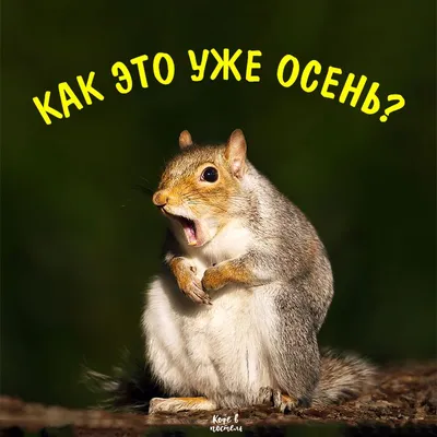 Кофе в постель | Пикабу