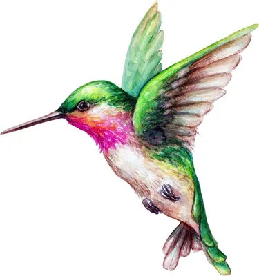 Птички-колибри. Подборка МК | Bird drawings, Bird sketch, Hummingbird  drawing