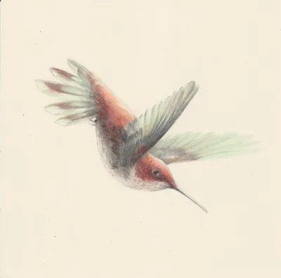 Рисунок акварелью, колибри в …» — создано в Шедевруме