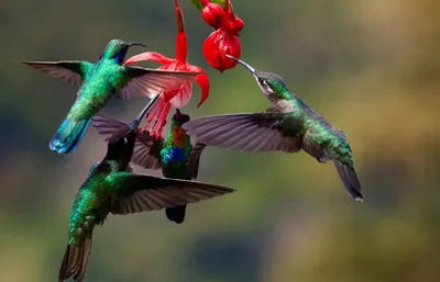 Необычные колибри. Рассказываем о самых маленьких птицах в мире | Северный  маяк