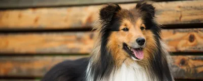 Бордер-колли: все о собаке, фото, описание породы, характер, цена