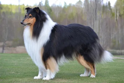 Pin by CINSHU on D/HD-COLLIE | Collie, Herding, Animals