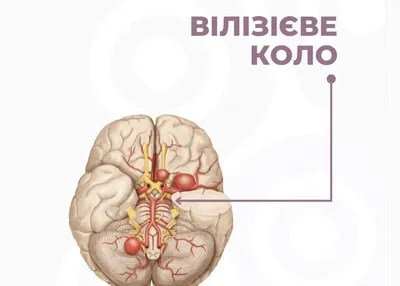 Коло. Радіус і діаметр кола | Урок на 5 завдань. Математика