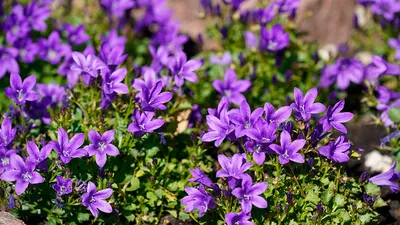 Колокольчик Компанула Ирис (Campala Iris) — Рассада цветов и овощей.