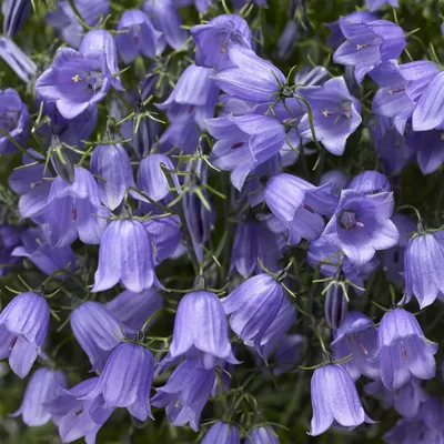 Колокольчик персиколистный (Campanula persicifolia `La Bello`) - Колокольчик  персиколистный - Колокольчик - Многолетники - Каталог - 