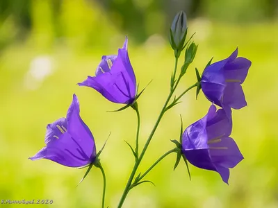 16 очаровательных цветов, похожих на колокольчики | В цветнике (Огород.ru)