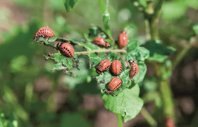 Начало полета колорадского жука Leptinotarsa decemlineata (Chrysomelidae) -  фотографии П.Корзуновича