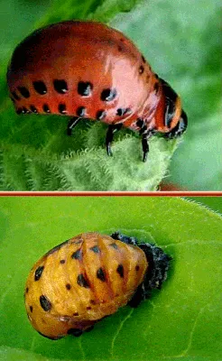 Начало полета колорадского жука Leptinotarsa decemlineata (Chrysomelidae) -  фотографии П.Корзуновича