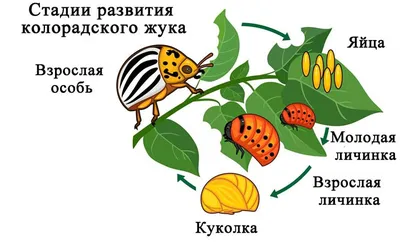 Как избавиться от колорадского жука навсегда: лучшие средства 2022 года -   - 45.ру