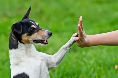 ОНЛАЙН-КЛУБ DOGWINNER