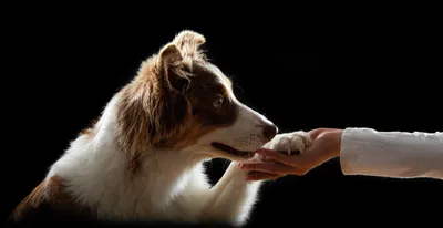 Как научить собаку 🐕 команде «тач» - Гуль Дог