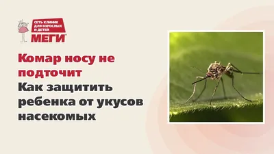 От молока до пива: какие продукты превращают вас в «лакомый кусочек» для  комара - Газета.Ru