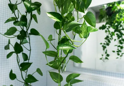 7 неприхотливых лиан, или Мои самые неубиваемые комнатные растения | Large  indoor plants, Hanging plants indoor, Hanging plants