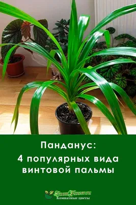 Тропики в домашних условиях: 5 комнатных пальм, которые сможет вырастить  каждый