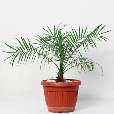 Финиковая пальма - купить по выгодным ценам в интернет-магазине OZON  (615468841)