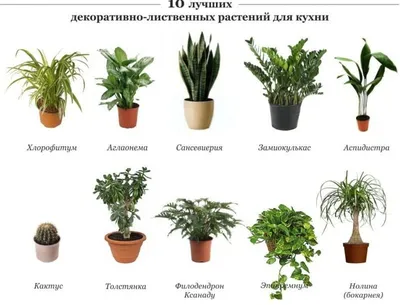 Комнатные растения, очищающие воздух и помогающие при депрессивных  состояниях - 