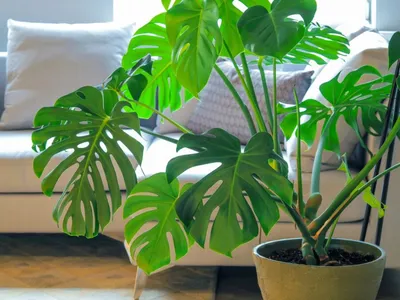 Самые неприхотливые комнатные растения, которые почти невозможно убить