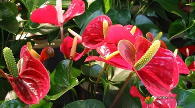Каталог красивых цветущих растений