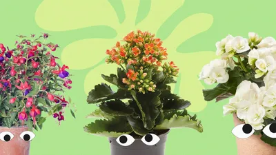 Тенелюбивые и неприхотливые комнатные растения: названия и фото | Plantes  qui aiment l'ombre, Plante verte, Plante