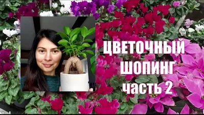 Обзор комнатных цветов - Названия растений и мои покупки🌱 - YouTube