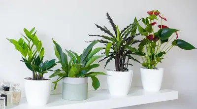 14 тенелюбивых комнатных растений, не требующих много света | 