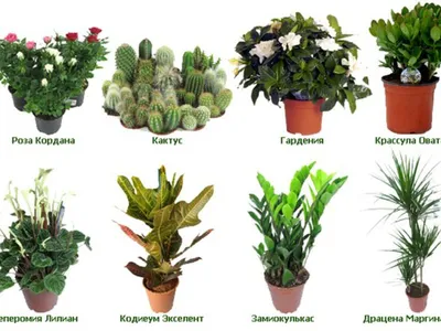 Комнатные растения и их названия с картинками