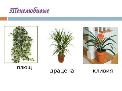 Комнатные растения с названиями и картинками