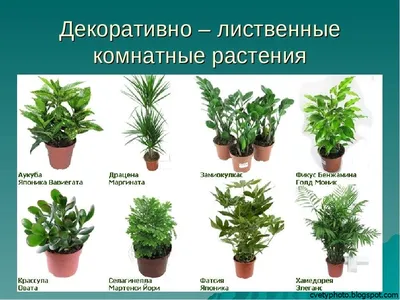 Растения названия и картинки комнатные растения