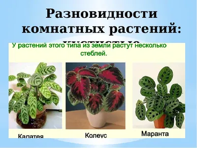 Комнатные растения названия с картинками по алфавиту