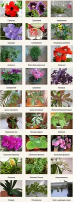 Комнатные растения: рейтинг лучших видов. — Ozon Клуб