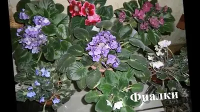 Цветущие комнатные растения Фото+названия - YouTube