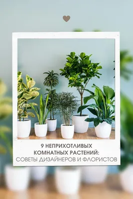 Висячие сады: 10 неприхотливых подвесных растений | myDecor