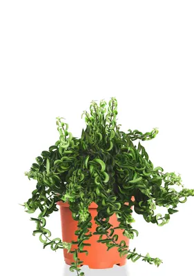 Эсхинантус - купить в Москве комнатные растения недорого: цены в  интернет-магазине