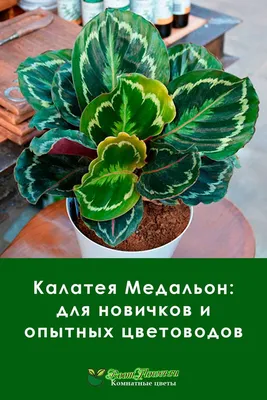 Какие комнатные растения купить - Интернет магазин комнатных растений  Pilea, Москва, Россия