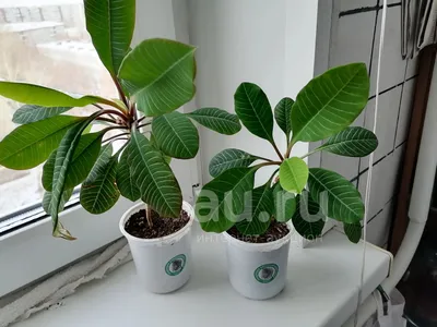 Декоративно-лиственные комнатные растения купить в Минске | 