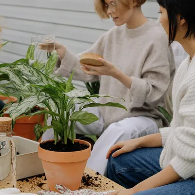 Уход за растениями: как ухаживать за комнатными цветами в домашних условиях