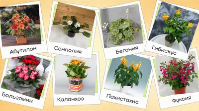 Какие комнатные растения себе выбрать? - Artishok - Цветы