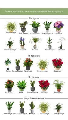 Каталог красивых цветущих растений