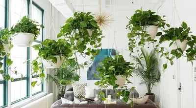 Висячие сады: 10 неприхотливых подвесных растений | myDecor