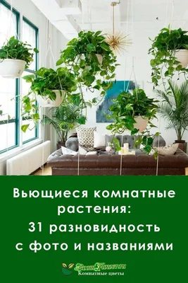 Вьющиеся растения как полноценный элемент домашнего декора | Блог Ангстрем