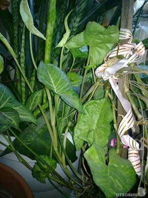 Цветы по фэншуй: Комнатные растения по фэншуй в квартире или доме | Houzz  Россия