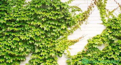 Вьющиеся комнатные растения | Зеленый подоконник | Дзен